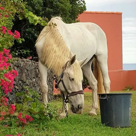 Quinta Da Falésia - Casa Amarela Сasa de vacaciones *