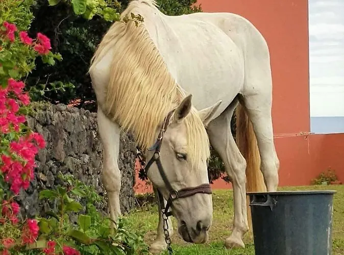 Quinta Da Falesia - Casa Amarela 펜션 *